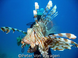 lionfish in mid water by Peter Von Savageri 